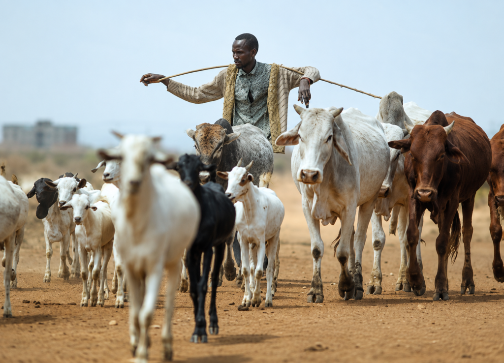 TIRMAMO is a community-based organization dedicated to improving the lives and livelihoods of pastoralist communities in Marsabit County.