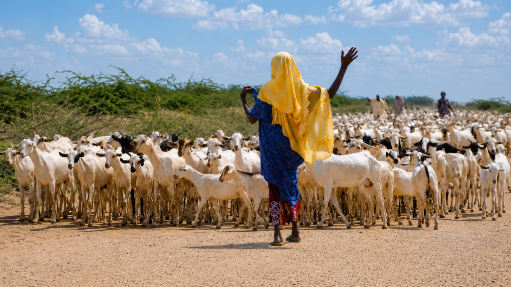 TIRMAMO works alongside pastoralist communities in Marsabit County